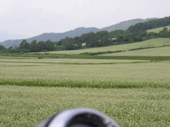 満開の蕎麦畑を望む