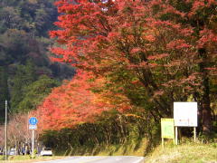 紅葉
