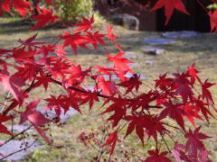 紅葉
