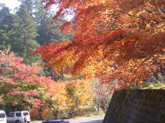 紅葉