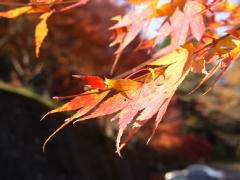 紅葉