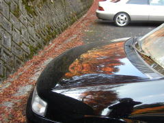 ボンネットに映る紅葉