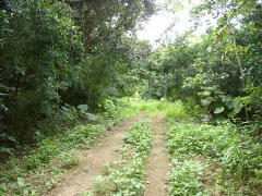 ジャングルの道(p5180029.jpg)