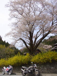 桜の樹の下で