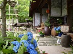紫陽花の季節