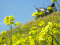 土手の菜の花