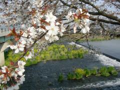 桜と隈上川