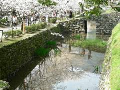 秋月の桜