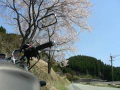 桜の風景