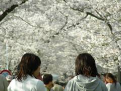 桜のトンネル