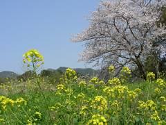 菜の花と桜