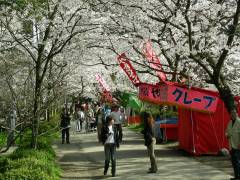 秋月の桜