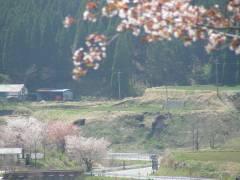 産山の桜