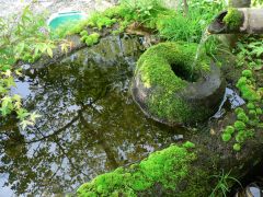 苔むした水場