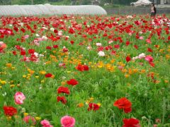 お花畑