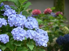 紫陽花