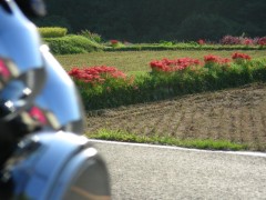 刈り入れの終わった田んぼに咲く彼岸花