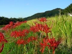 刈り入れの終わった田んぼに咲く彼岸花