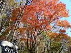 紅葉