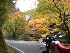 深耶馬溪の紅葉