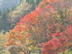 一目八景の紅葉