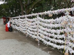 筥崎宮のおみくじ