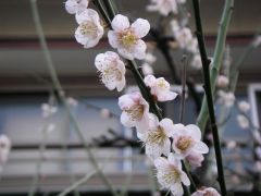 ウメ、発見!