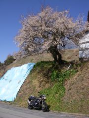 サクラ咲いてるYO!
