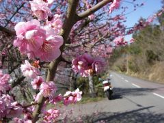 大山と言えばウメ!