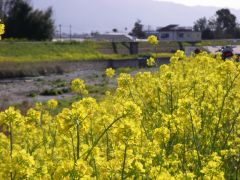 佐田川の菜の花