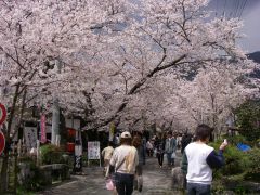 桜のトンネル