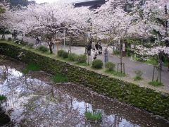 桜のトンネル