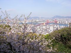 桜と若戸大橋