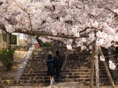 桜の木の下で