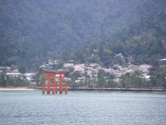 厳島神社とサクラ