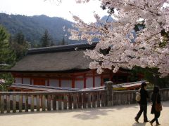 サクラと厳島神社