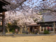 光明寺のサクラ