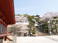 西国寺のサクラ