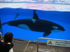 体長6mのクーちゃん