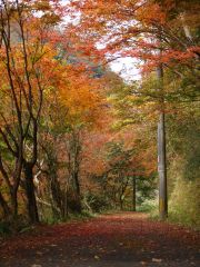 紅葉の道