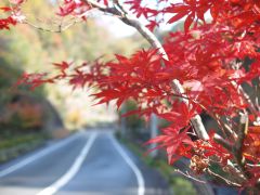 折戸渓谷の紅葉