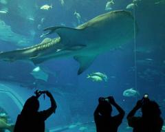 美ら海水族館