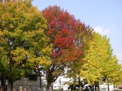 紅葉