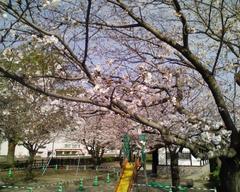 鹿児島の桜