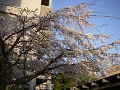 桜満開