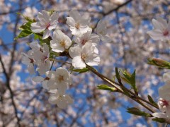 桜満開