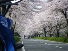 満開の桜並木の下を行く