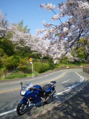 サクラ舞う道