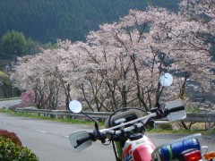 満開の桜並木の下を行く