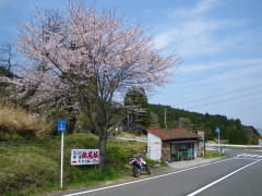 阿蘇野の1本桜